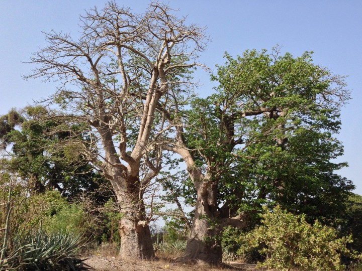 File:Baobab - Lalo.jpg - Wikimedia Commons