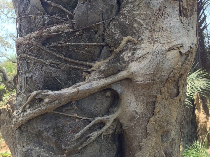 Tree choker best sale